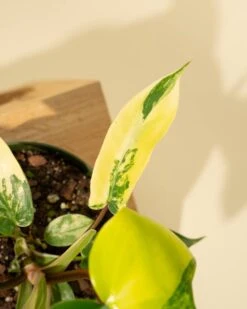 Philodendron Florida Beauty 'Sunrise' 29 Philodendron Florida Beauty 'Sunrise' -Eds Plant Shop philodendron florida beauty sunrise 8041198