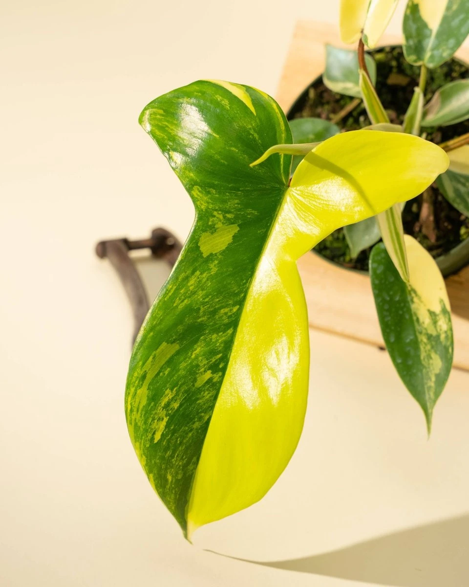 Philodendron Florida Beauty 'Sunrise' 11 Philodendron Florida Beauty 'Sunrise' - Image 9