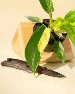 Philodendron Florida Beauty 'Sunrise' 28 Philodendron Florida Beauty 'Sunrise' -Eds Plant Shop philodendron florida beauty sunrise 9742680