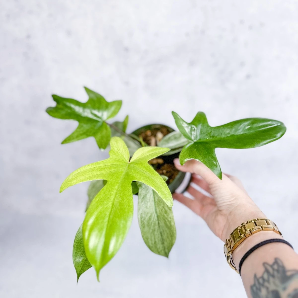 Philodendron ‘Florida Ghost' 4 Philodendron ‘Florida Ghost' - Image 2