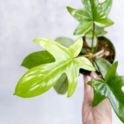 Philodendron ‘Florida Ghost' 7 Philodendron ‘Florida Ghost' -Eds Plant Shop philodendron florida ghost florida ghost philodendron 45 inch 807167