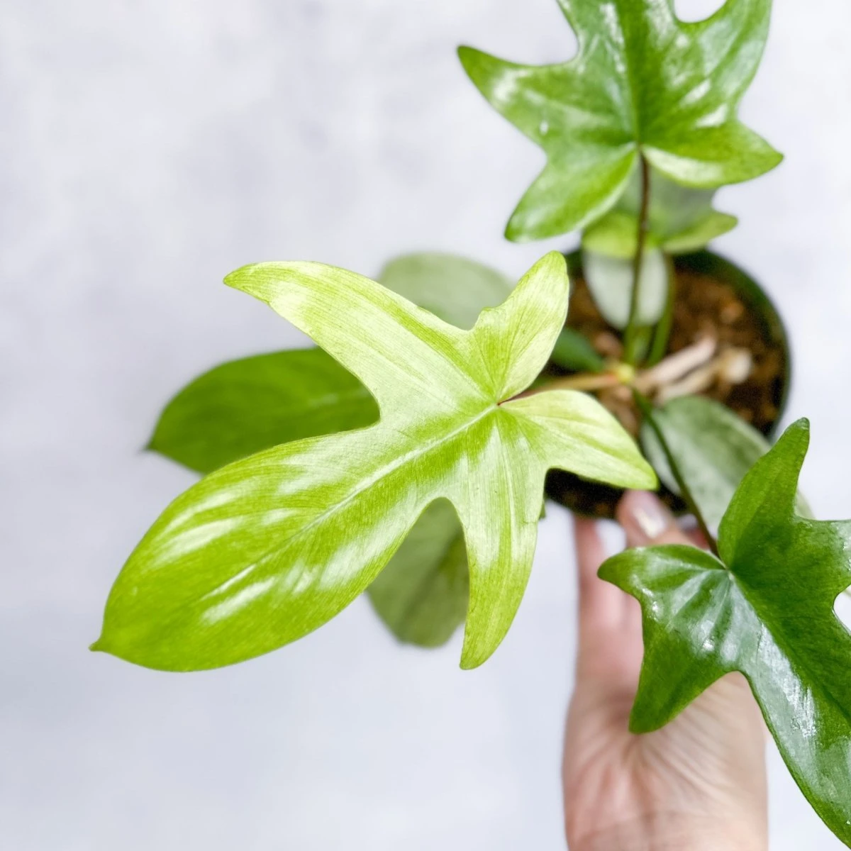 Philodendron ‘Florida Ghost' 5 Philodendron ‘Florida Ghost' - Image 3