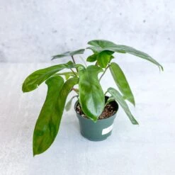 Philodendron ‘Florida Green’ -4 Inch -Eds Plant Shop philodendron florida green 4 inch 110896