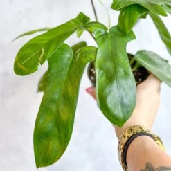 Philodendron ‘Florida Green’ -4 Inch -Eds Plant Shop philodendron florida green 4 inch 134127