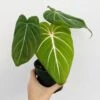 Philodendron Gloriosum - Glorious Philo -Eds Plant Shop philodendron gloriosum glorious philo 45 inch 190657