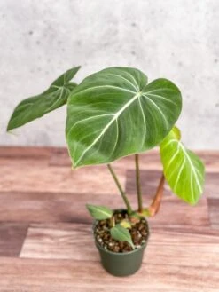 Philodendron Gloriosum - Glorious Philo -Eds Plant Shop philodendron gloriosum glorious philo 45 inch 528505