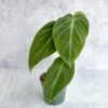 Philodendron Gloriosum Xmelanochrysum- Hybrid Glorious Philo -Eds Plant Shop philodendron gloriosum x melanochrysum hybrid glorious philo 713119