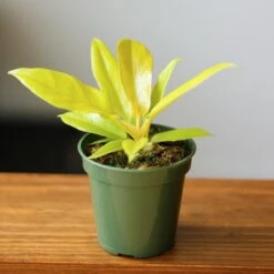 Philodendron 'Golden Crocodile' -Eds Plant Shop philodendron golden crocodile golden crocodile philodendron various sizes 237829