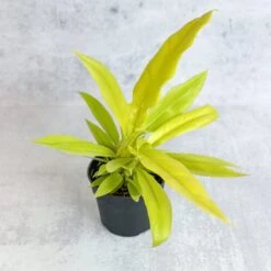 Philodendron 'Golden Crocodile' -Eds Plant Shop philodendron golden crocodile golden crocodile philodendron various sizes 411264