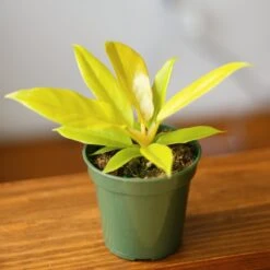 Philodendron 'Golden Crocodile' -Eds Plant Shop philodendron golden crocodile golden crocodile philodendron various sizes 449836