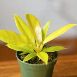 Philodendron 'Golden Crocodile' -Eds Plant Shop philodendron golden crocodile golden crocodile philodendron various sizes 457554