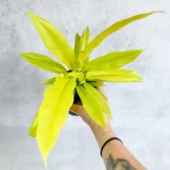 Philodendron 'Golden Crocodile' -Eds Plant Shop philodendron golden crocodile golden crocodile philodendron various sizes 527603