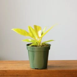 Philodendron 'Golden Crocodile' -Eds Plant Shop philodendron golden crocodile golden crocodile philodendron various sizes 648756