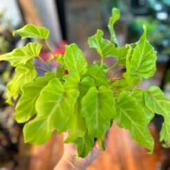 Philodendron 'Golden Xanadu' - Golden Xanadu Philodendron -Eds Plant Shop philodendron golden xanadu golden xanadu philodendron 165476