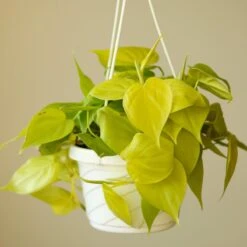 Philodendron Hederaceum 'Lemon Lime' Hanging Basket 9 Philodendron Hederaceum 'Lemon Lime' Hanging Basket -Eds Plant Shop philodendron hederaceum heart leaf lemon lime 45 inch hanging basket 330229