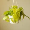 Philodendron Hederaceum 'Lemon Lime' Hanging Basket -Eds Plant Shop philodendron hederaceum heart leaf lemon lime 45 inch hanging basket 743990