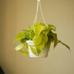 Philodendron Hederaceum 'Lemon Lime' Hanging Basket 7 Philodendron Hederaceum 'Lemon Lime' Hanging Basket -Eds Plant Shop philodendron hederaceum heart leaf lemon lime 45 inch hanging basket 787739