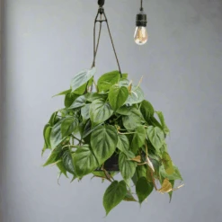 Philodendron Hederaceum -'Heartleafed Philodendron' 11 Philodendron Hederaceum -'Heartleafed Philodendron' -Eds Plant Shop philodendron hederaceum heartleafed philodendron 626826