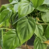 Philodendron Hederaceum -'Heartleafed Philodendron' 2 Philodendron Hederaceum -'Heartleafed Philodendron' -Eds Plant Shop philodendron hederaceum heartleafed philodendron 804154