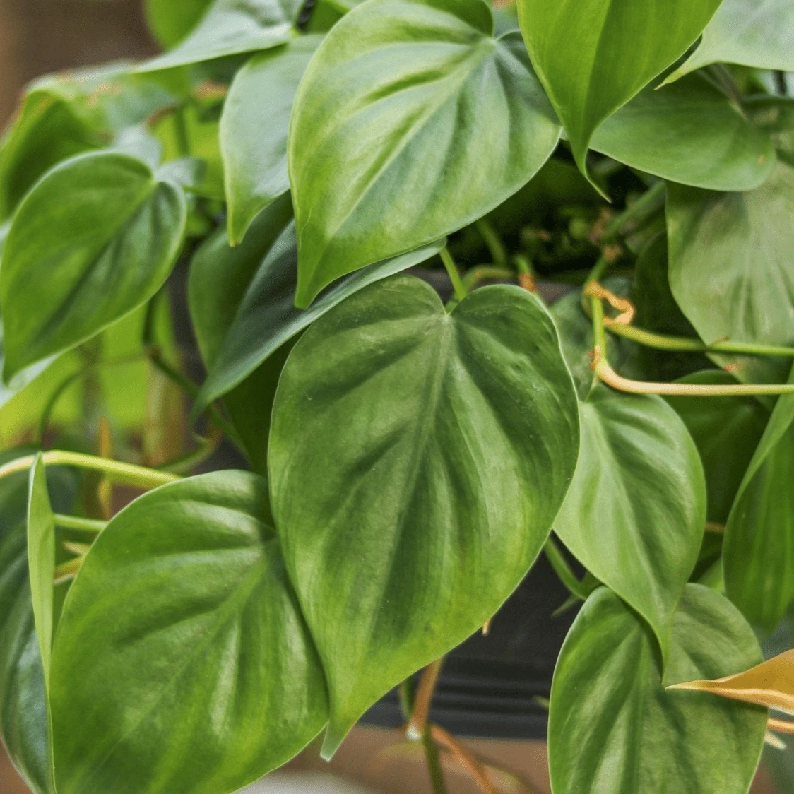 Philodendron Hederaceum -'Heartleafed Philodendron' 3 Philodendron Hederaceum -'Heartleafed Philodendron'