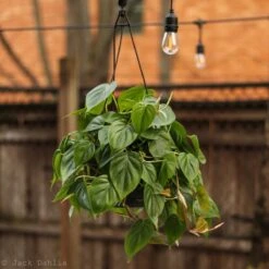 Philodendron Hederaceum 'Heartleafed Philodendron' Hanging Basket -Eds Plant Shop philodendron hederaceum heartleafed philodendron hanging basket 340598