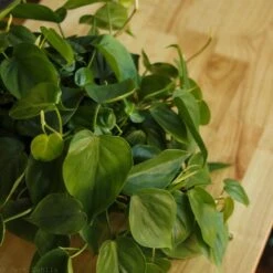 Philodendron Hederaceum 'Heartleafed Philodendron' Hanging Basket -Eds Plant Shop philodendron hederaceum heartleafed philodendron hanging basket 522319