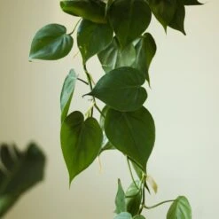Philodendron Hederaceum 'Heartleafed Philodendron' Hanging Basket -Eds Plant Shop philodendron hederaceum heartleafed philodendron hanging basket 549426
