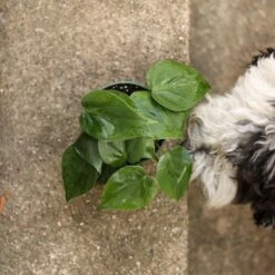 Philodendron Hederaceum 'Heartleafed Philodendron' Hanging Basket -Eds Plant Shop philodendron hederaceum heartleafed philodendron hanging basket 593721