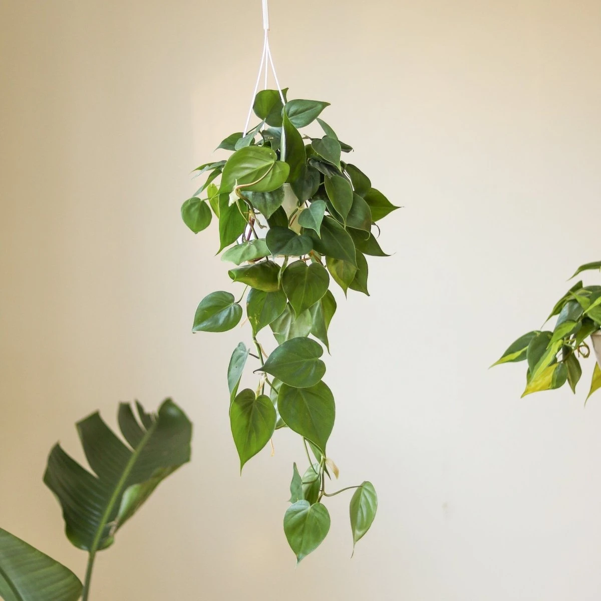 Philodendron Hederaceum -'Heartleafed Philodendron' 4 Philodendron Hederaceum -'Heartleafed Philodendron' - Image 2