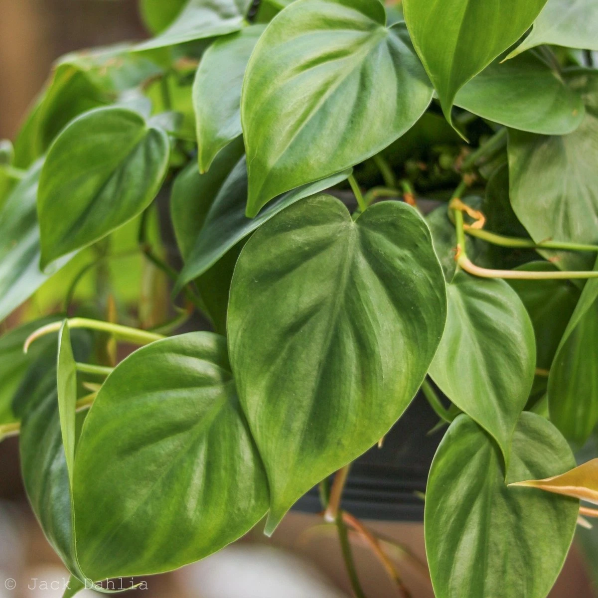 Philodendron Hederaceum -'Heartleafed Philodendron' 7 Philodendron Hederaceum -'Heartleafed Philodendron' - Image 5