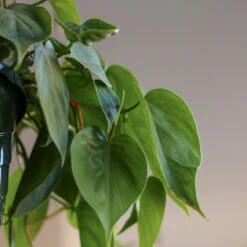 Philodendron Hederaceum -'Heartleafed Philodendron' 14 Philodendron Hederaceum -'Heartleafed Philodendron' -Eds Plant Shop philodendron hederaceum heartleafed philodendron various sizes 794449