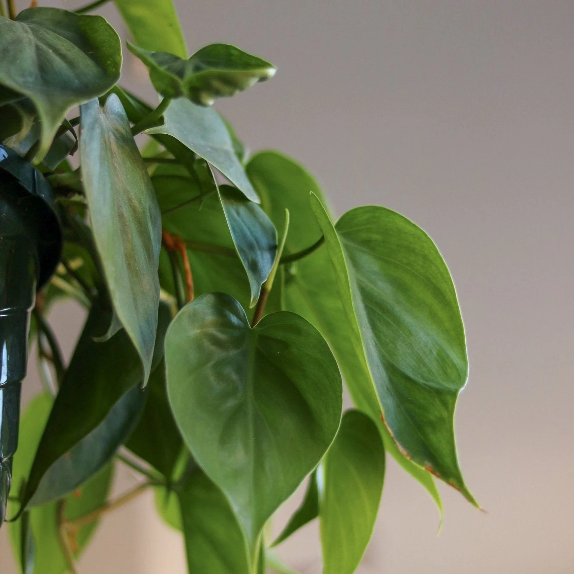 Philodendron Hederaceum -'Heartleafed Philodendron' 8 Philodendron Hederaceum -'Heartleafed Philodendron' - Image 6