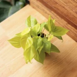 Philodendron Heartleaf 'Lemon Lime' -Eds Plant Shop philodendron hederaceum lemon lime various sizes 707636