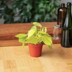 Philodendron Heartleaf 'Lemon Lime' -Eds Plant Shop philodendron hederaceum lemon lime various sizes 750995