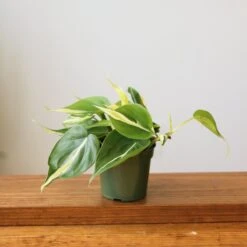 Philodendron 'Silver Stripe' – Variegated Heartleaf Philodendron -Eds Plant Shop philodendron hederaceum silver stripe various sizes 289829