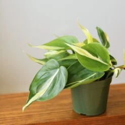 Philodendron 'Silver Stripe' – Variegated Heartleaf Philodendron -Eds Plant Shop philodendron hederaceum silver stripe various sizes 755651
