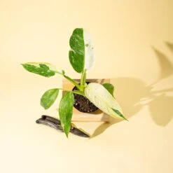 Philodendron ‘José Buono Fiesta’ — Bold Variegated Collector Aroid