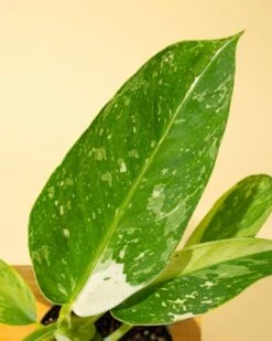 Philodendron ‘José Buono Fiesta’ — Bold Variegated Collector Aroid -Eds Plant Shop philodendron jose buono fiesta bold variegated collector aroid 2150068