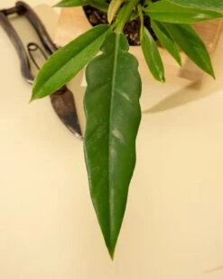 Philodendron 'Jungle Boogie' -Eds Plant Shop philodendron jungle boogie 551633