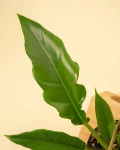Philodendron 'Jungle Boogie' -Eds Plant Shop philodendron jungle boogie 771373