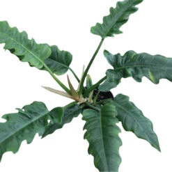 Philodendron 'Jungle Boogie' -Eds Plant Shop philodendron jungle boogie 841259