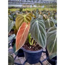Philodendron Melanochrysum – Black Gold Philodendron | Rare Aroid -Eds Plant Shop philodendron melanochrysum black gold philodendron rare aroid 3574888