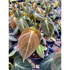 Philodendron Melanochrysum – Black Gold Philodendron | Rare Aroid -Eds Plant Shop philodendron melanochrysum black gold philodendron rare aroid 4603510