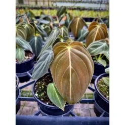 Philodendron Melanochrysum – Black Gold Philodendron | Rare Aroid -Eds Plant Shop philodendron melanochrysum black gold philodendron rare aroid 9395033