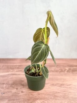 Philodendron Melanochrysum – Black Gold Philodendron | Rare Aroid -Eds Plant Shop philodendron melanochrysum black gold philodendron various sizes 176266
