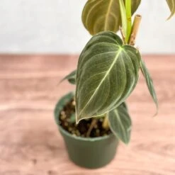 Philodendron Melanochrysum – Black Gold Philodendron | Rare Aroid -Eds Plant Shop philodendron melanochrysum black gold philodendron various sizes 276725