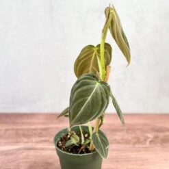 Philodendron Melanochrysum – Black Gold Philodendron | Rare Aroid -Eds Plant Shop philodendron melanochrysum black gold philodendron various sizes 735055