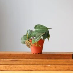 Philodendron Micans -Eds Plant Shop philodendron micans micans philodendron 114450