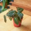 Philodendron Micans -Eds Plant Shop philodendron micans micans philodendron 342162