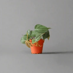 Philodendron Micans -Eds Plant Shop philodendron micans micans philodendron 772906